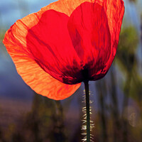 Buy canvas prints of Crimson Echoes: The Sentimental Poppy by Tom McPherson