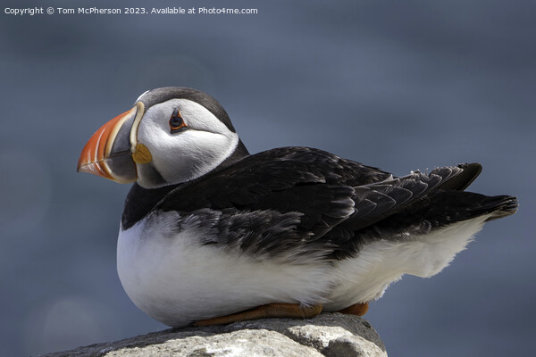 Serenity at Sea: Puffin Protagonist Picture Board by Tom McPherson