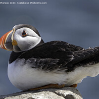 Buy canvas prints of Serenity at Sea: Puffin Protagonist by Tom McPherson