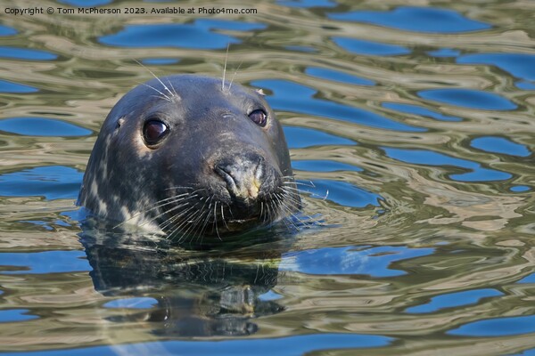 Enigmatic Grey Seal, Burghead Harbour Picture Board by Tom McPherson