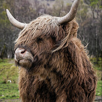 Buy canvas prints of 'Rustic Highland Cow: A Scottish Marvel' by Tom McPherson