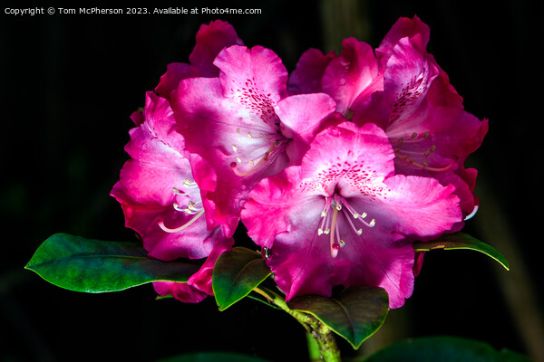'Spring's Flourish: Vibrant Rhododendron Blossoms' Picture Board by Tom McPherson
