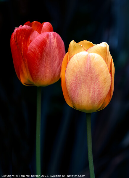 Eternal Spring's Vibrant Tulips Picture Board by Tom McPherson
