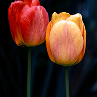 Buy canvas prints of Eternal Spring's Vibrant Tulips by Tom McPherson