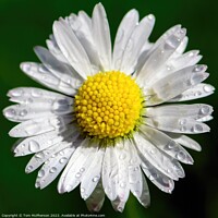 Buy canvas prints of Daisy's Delicate Dance with Raindrops by Tom McPherson