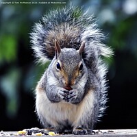 Buy canvas prints of Intricate Portrait of a British Grey Squirrel by Tom McPherson
