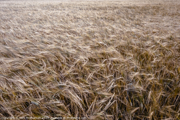 Golden Harvest: Scottish Wheat Field Picture Board by Tom McPherson