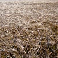 Buy canvas prints of Golden Harvest: Scottish Wheat Field by Tom McPherson