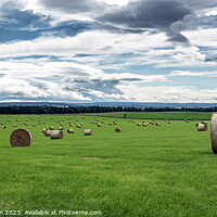 Buy canvas prints of Harvested Resilience: Hay Bales in Moray by Tom McPherson