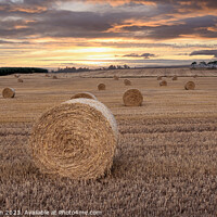 Buy canvas prints of Harvest Twilight: Vitality in the Countryside by Tom McPherson