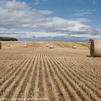 Buy canvas prints of Outdoor field of hay bales near Hopeman by Tom McPherson