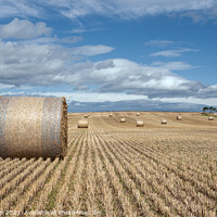 Buy canvas prints of Harvest Bounty: Hay Bales in Moray by Tom McPherson