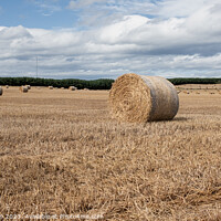 Buy canvas prints of Harvest's Crescendo: Hay Bales in Moray Field by Tom McPherson