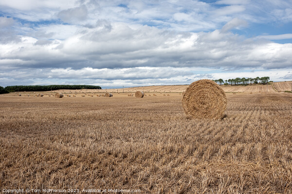 Hay Harvest: Moray's Heartbeat of Agriculture Picture Board by Tom McPherson
