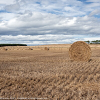 Buy canvas prints of Hay Harvest: Moray's Heartbeat of Agriculture by Tom McPherson
