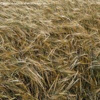Buy canvas prints of Harvest's Golden Bounty by Tom McPherson