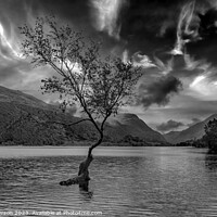 Buy canvas prints of Solitude Embodied: Llanberis's Lone Tree by Tom McPherson