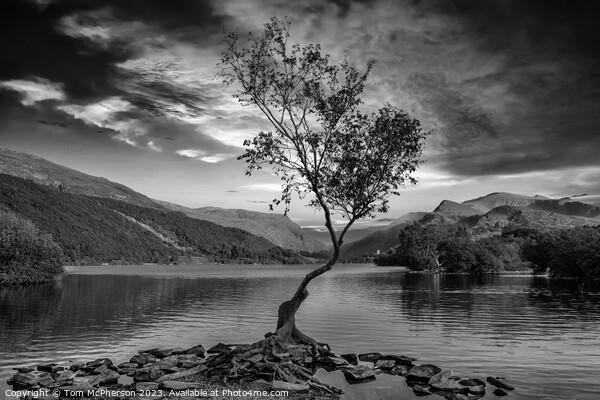 'Llanberis's Lone Birch: A Resilient Spectacle' Picture Board by Tom McPherson