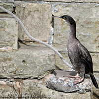 Buy canvas prints of Juvenile Cormorant's Tranquil Harbour Moment by Tom McPherson