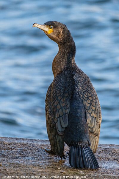 Young Cormorant's Solitude at Burghead Picture Board by Tom McPherson