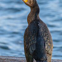 Buy canvas prints of Young Cormorant's Solitude at Burghead by Tom McPherson