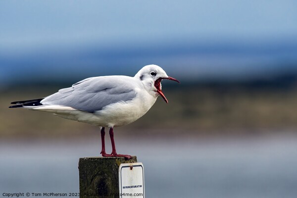 'Red-Billed Gull: An Elegant Shorebird' Picture Board by Tom McPherson