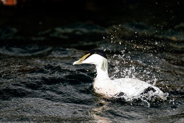 'Iconic Male Eider: UK's Robust Duck' Picture Board by Tom McPherson