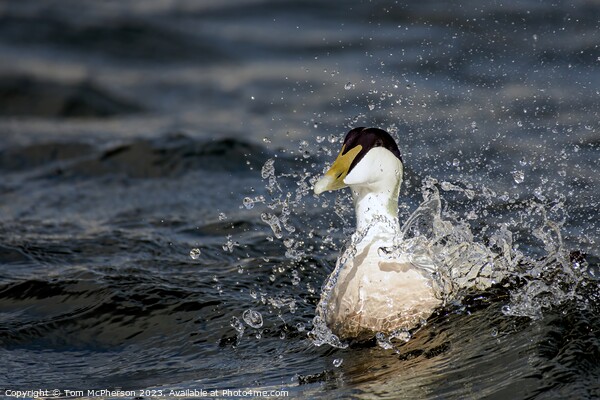 Hardy Native: The UK's Robust Eider Duck Picture Board by Tom McPherson