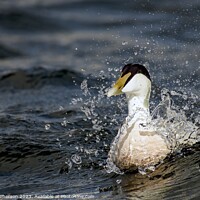Buy canvas prints of Hardy Native: The UK's Robust Eider Duck by Tom McPherson