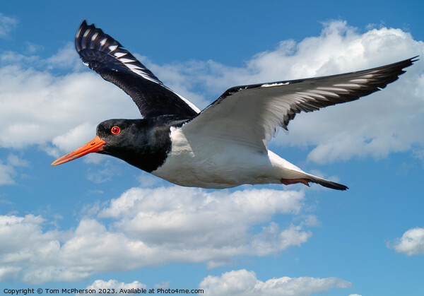 Oystercatcher's Aerial Ballet Picture Board by Tom McPherson