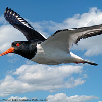 Buy canvas prints of Oystercatcher's Aerial Ballet by Tom McPherson
