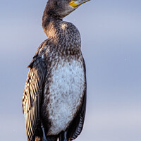 Buy canvas prints of Perched Cormorant: A Primitive Silhouette by Tom McPherson