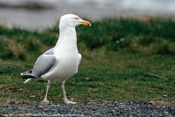 European Herring Gull's Coastal Sojourn Picture Board by Tom McPherson