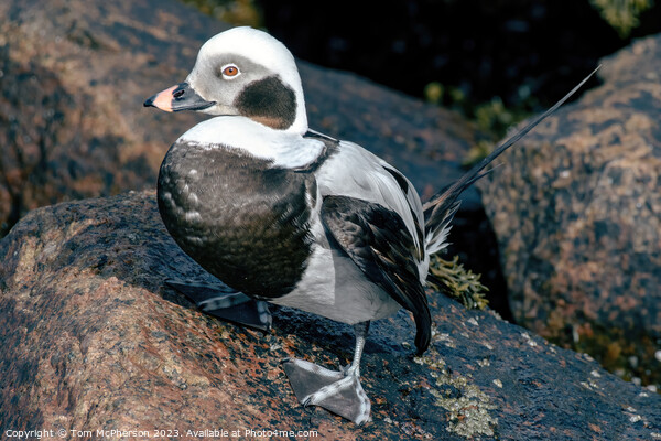 Arctic Wanderer: Long-Tailed Duck Portrait Picture Board by Tom McPherson