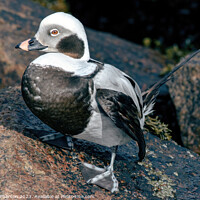 Buy canvas prints of Arctic Wanderer: Long-Tailed Duck Portrait by Tom McPherson
