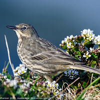 Buy canvas prints of Coastal Guardian: The Rock Pipit by Tom McPherson