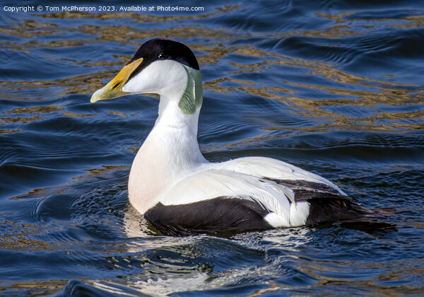 Captivating Eider Duck at Burghead Harbour Picture Board by Tom McPherson