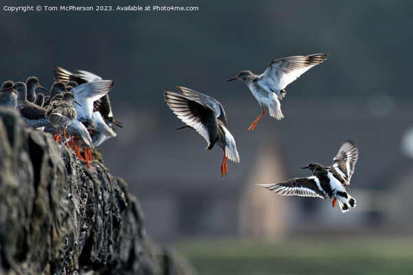 Turnstones' Graceful Descend Amidst Nature's Hues Picture Board by Tom McPherson