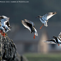 Buy canvas prints of Turnstones' Graceful Descend Amidst Nature's Hues by Tom McPherson