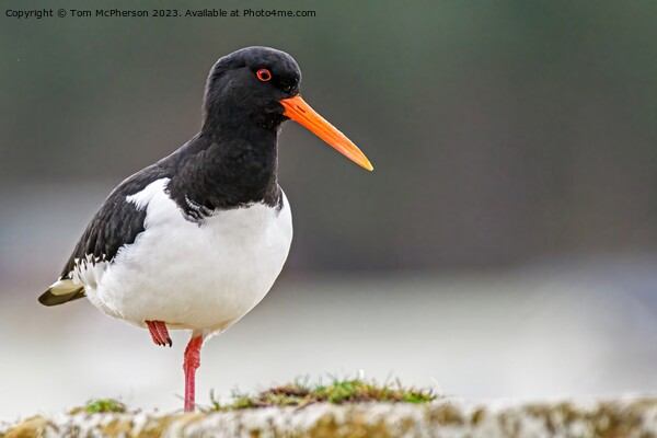 Oystercatcher's Coastal Sanctuary Picture Board by Tom McPherson