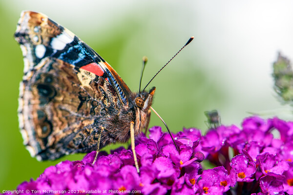 Global Flutter: The Painted Lady (Macro) Picture Board by Tom McPherson