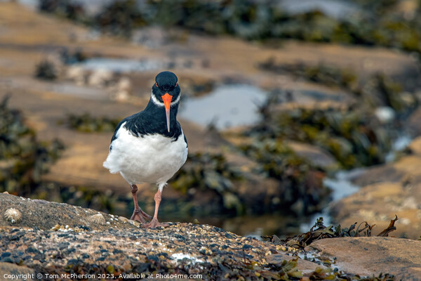 Oystercatcher's Striking Stand on Stony Coast Picture Board by Tom McPherson