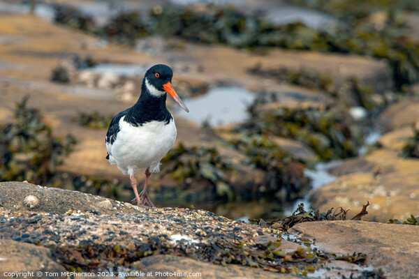 Oystercatcher in rock pools Picture Board by Tom McPherson