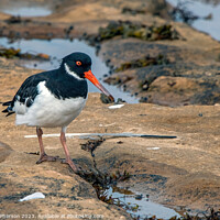 Buy canvas prints of Intriguing Dance of the Seashore Oystercatchers by Tom McPherson