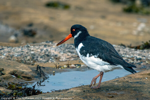 Coastal Foragers: The Oystercatchers Picture Board by Tom McPherson