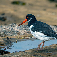 Buy canvas prints of Coastal Foragers: The Oystercatchers by Tom McPherson