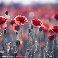 Buy canvas prints of Vibrant Poppies: A Microcosm of Life by Tom McPherson