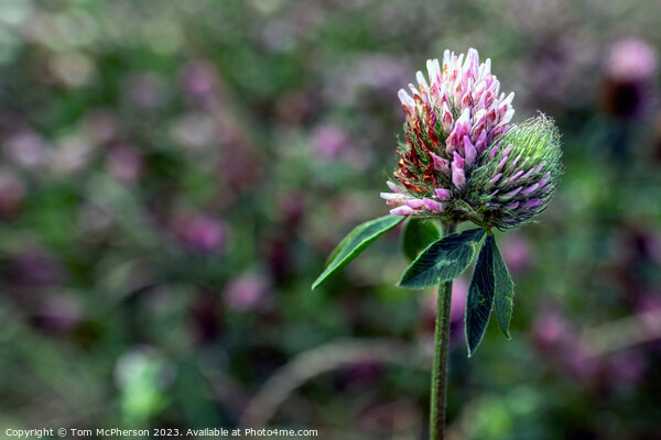 Vibrant Pink Hues: Trifolium Pratense Picture Board by Tom McPherson