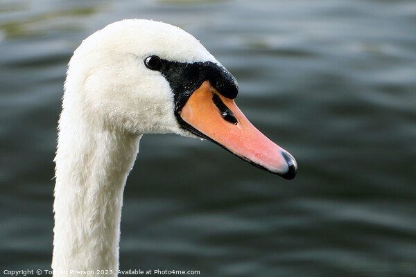 'Elegant Mute Swan: Ballet of Nature' Picture Board by Tom McPherson