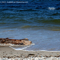 Buy canvas prints of Sand-Kissed Driftwood: Nature's Artistry by Tom McPherson